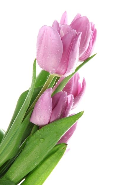 Premium Photo | Beautiful bouquet of purple tulips, isolated on white