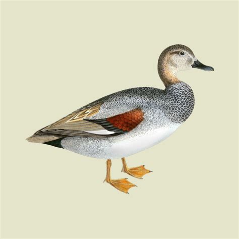 Gadwall Duck Bird - TofuJoe