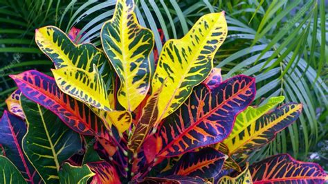 Crotón Cómo Cuidar Esta Hermosa Planta Tricolor Que Puede Sobrevivir