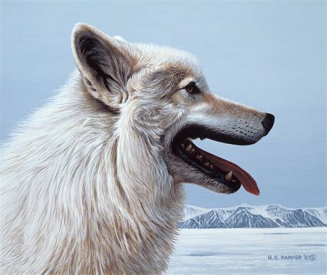 Arctic Wolf Portrait Painting by Ron Parker - Fine Art America