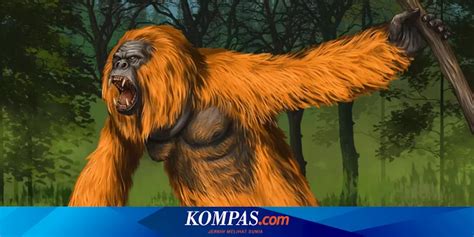 Hewan Seperti Apa Kera Terbesar Yang Pernah Hidup Di Bumi Kera