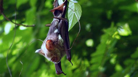 An ''Early'' Origin for Modern Echolocation in Bats | The Institute for ...