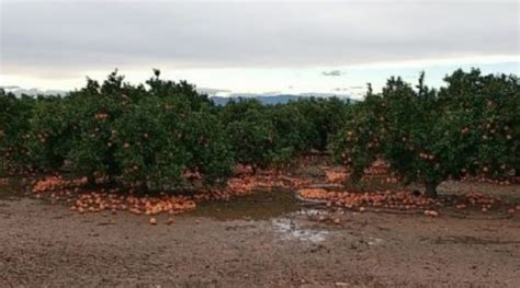 Agroseguro Podr A Incluir Un Periodo De Carencia En El Seguro De C Tricos