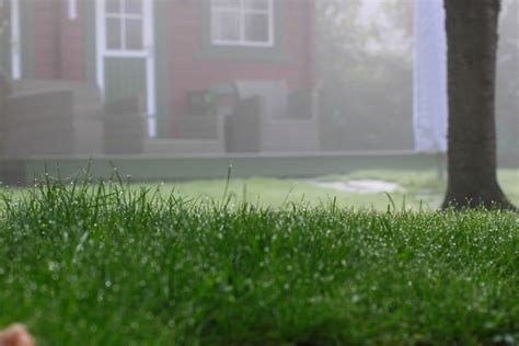 Green Care Turf Management Weed Control Company Blacksburg Va