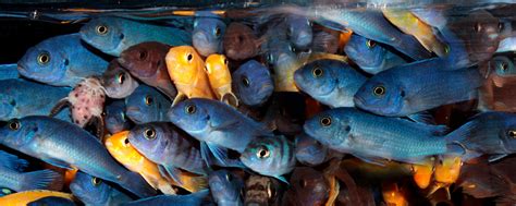 Tanganyika Cichlids