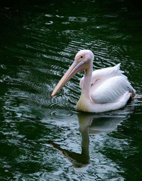 Pelican Bird Animal - Free photo on Pixabay - Pixabay