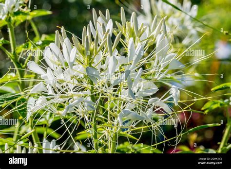 Cleome Spinosa Sparkler White Stock Photo Alamy