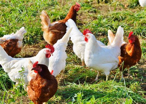 Raising Chickens 101 A Beginners Guide To Chickens The Old Farmers