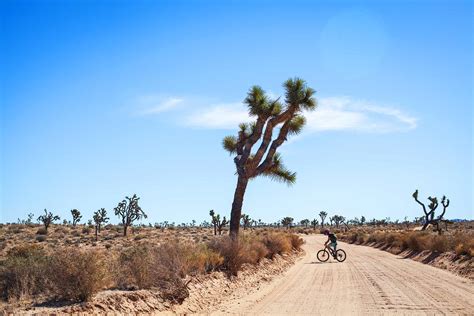 25 Epic Things To Do At Joshua Tree National Park You Cant Miss