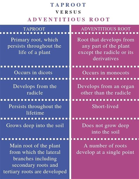 Adventitious Root System: Types, Modifications and Examples – StudiousGuy