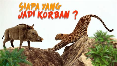 Macan Tutul Babi Hutan Yang Mana Jadi K Rban Pemburu Youtube