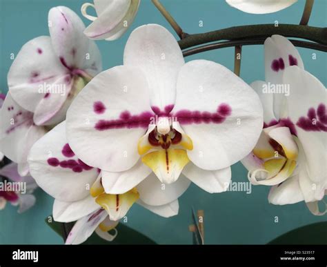 White orchid with purple and yellow Center Stock Photo - Alamy