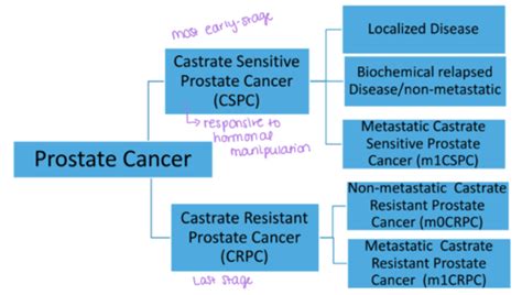 Prostate Cancer Huang Php 528 Flashcards Quizlet