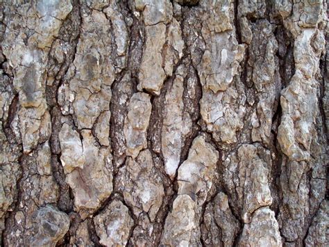 Sweetgum Bark by ambruce on DeviantArt