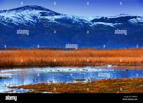 Still Life With A Swan Hi Res Stock Photography And Images Alamy