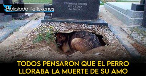 Todos Pensaron Que El Perro Lloraba La Muerte De Su Amo Pero Lo Que