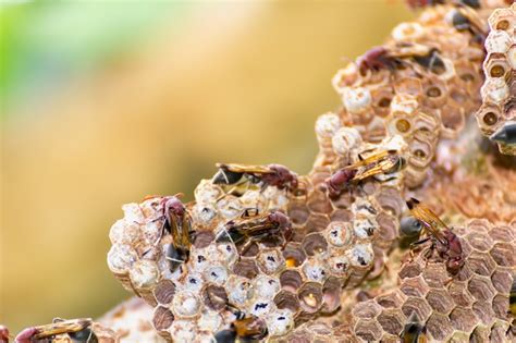 Primer Plano De Avispas Y Nidos De Avispas Con Huevos Y Larvas En La