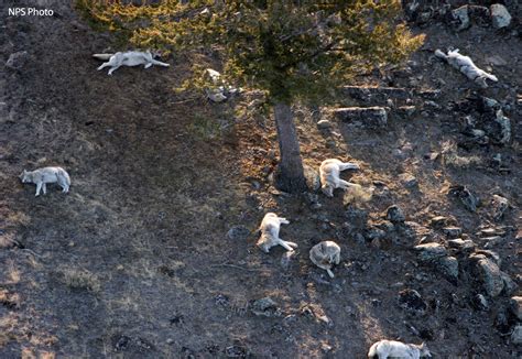 Oxbow Creek Pack: Yellowstone Wolf Photos Citizen Science