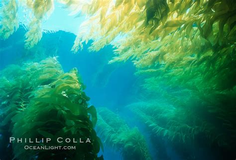 Kelp Forest Macrocystis Pyrifera San Clemente Island California