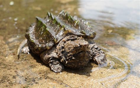 Why Is The Alligator Snapping Turtle Endangered Ball Python Breeder Uk