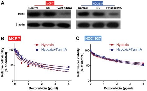 Tanshinone IIA blocks epithelial mesenchymal transition through HIF 1α