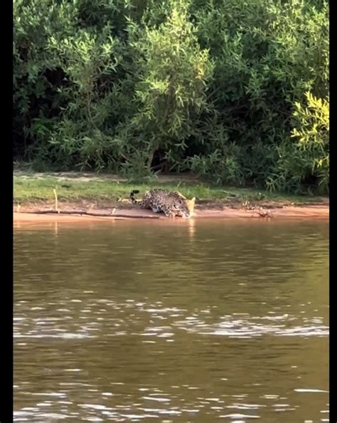 Onça pintada gigante se refresca nas águas do Pantanal CenárioMT