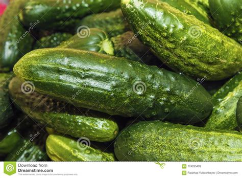 Fresh Cucumbers Or Gherkin Background From Organic Vegetables From