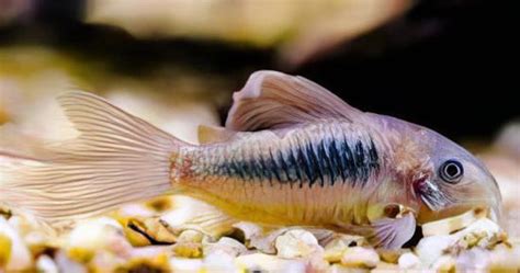 Long Fin Bronze Corydoras Aeneus Cm Catfish Sims Tropical Fish