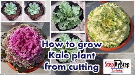 How To Grow Ornamental Kale Plant From Cutting Kale Plant Propagation