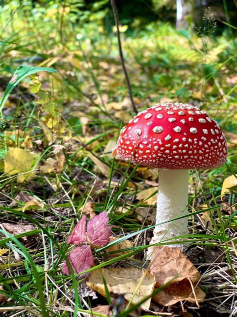 Fly Agaric The Mushroom The Myth The Facts Mushroom Appreciation