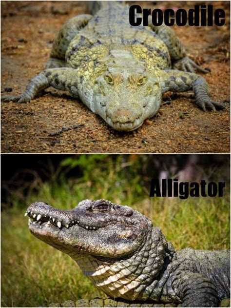 Know The Difference Between Crocodiles And Alligators