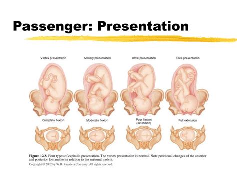 Ppt The Birth Process Powerpoint Presentation Free Download Id 187838