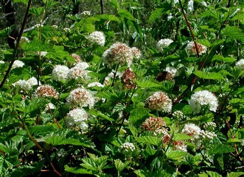 Physocarpus Capitatus Ninebark Native Here Nursery