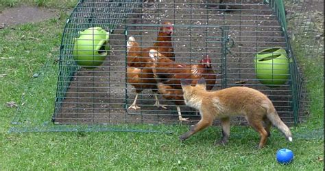 Attaque de renard comment protéger son poulailler Mes poules