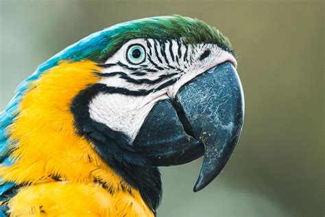 Blue And Yellow Macaw Parrot · Free Stock Photo