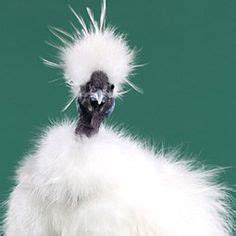 Naked Neck Silkie Ideas Silkies Chickens Silkie Chickens