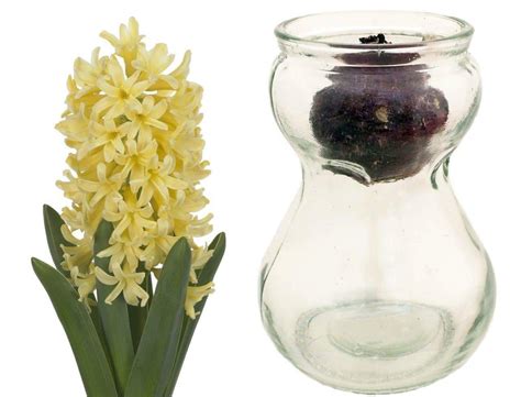 Hyacinth Bulb Forcing Kit Clear Glass Vase W Hyacinth Bulb Great