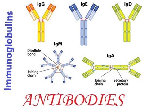 Immunoglobulin function, types, test & immunoglobulin deficiency