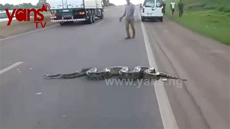 Traffic Halts As Giant Anaconda Crosses Road In Brazil Yans Tv Youtube