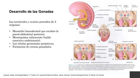 Embriología Y Diferenciación Sexual 062232 Pptx