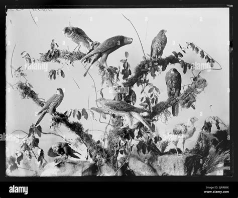 Group Of Hawks Stock Photo Alamy