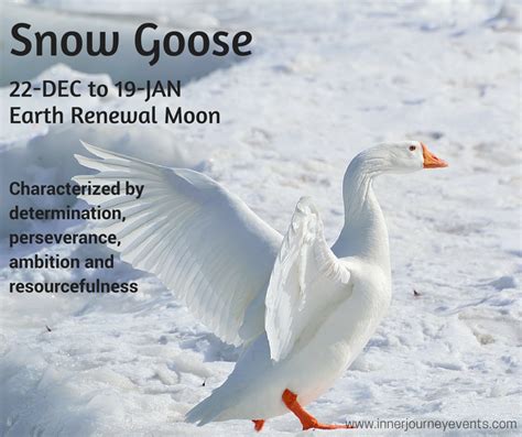 Snow Goose Is Also An Earth Medicine Astrological Sign For The Earth