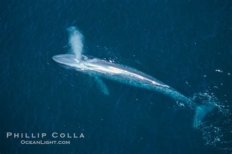 Blue Whale Aerial Photo Balaenoptera Musculus 02214