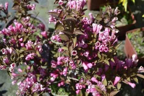 All Weigelas Can Be Pruned In The Same Way Its Best Done Straight After Flowering