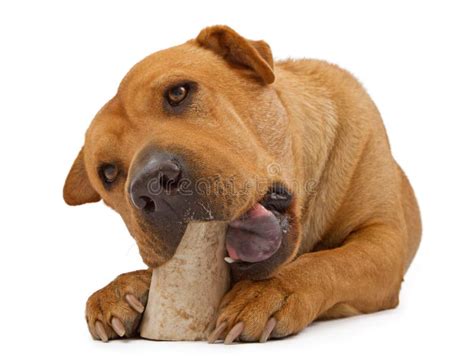 Akita Y Shar Pei Mezclan El Perro Que Mastica El Hueso Foto De Archivo