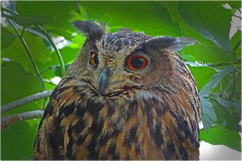 UHU Foto & Bild | natur Bilder auf fotocommunity
