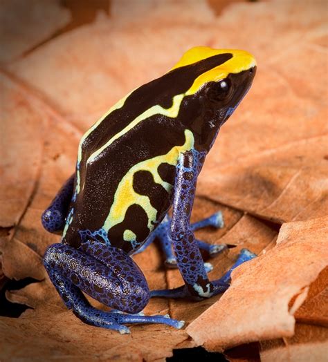 Poison Dart Frog Dendrobates Tinctorius Cobalt Froglet