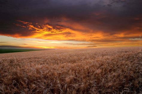 Wheat Fields Sunset