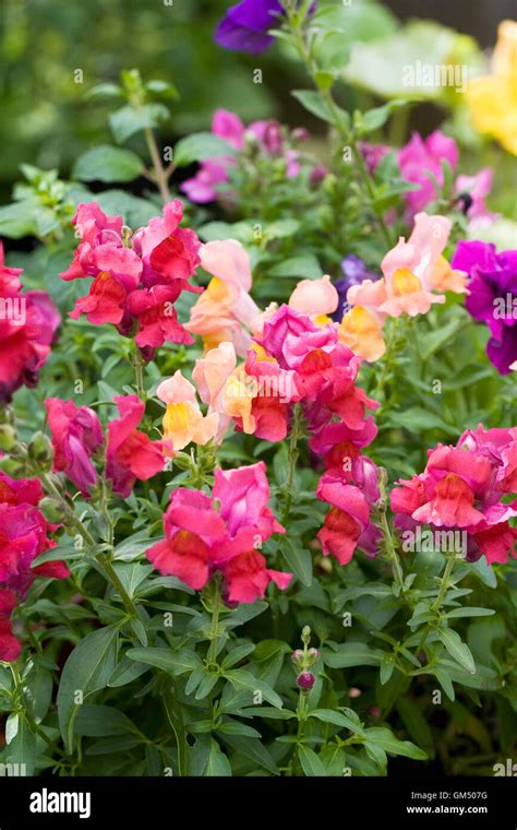 Antirrhinum Majus Snapdragons Growing In The Border Stock Photo Alamy