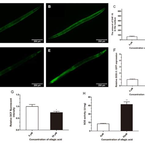 The Effects Of Ellagic Acid On The Daf Distribution And Oxidative